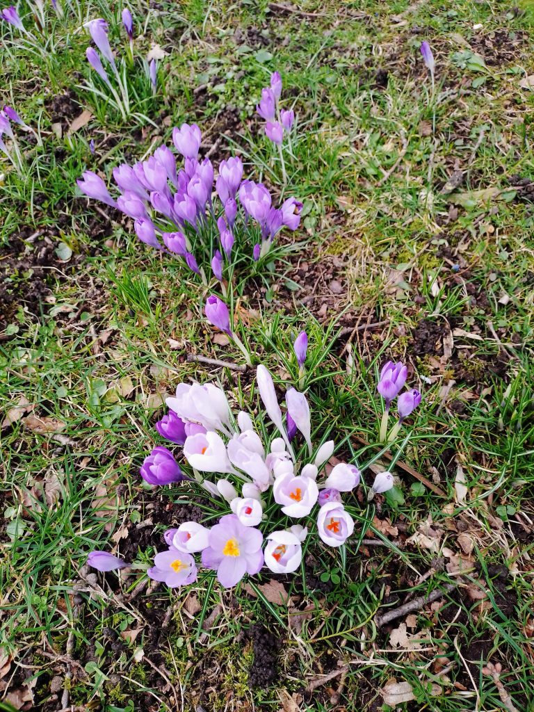 Frühlingsblumen im Lübecker Stadtpark. Kostenlos mit Quellenangabe nutzbar.