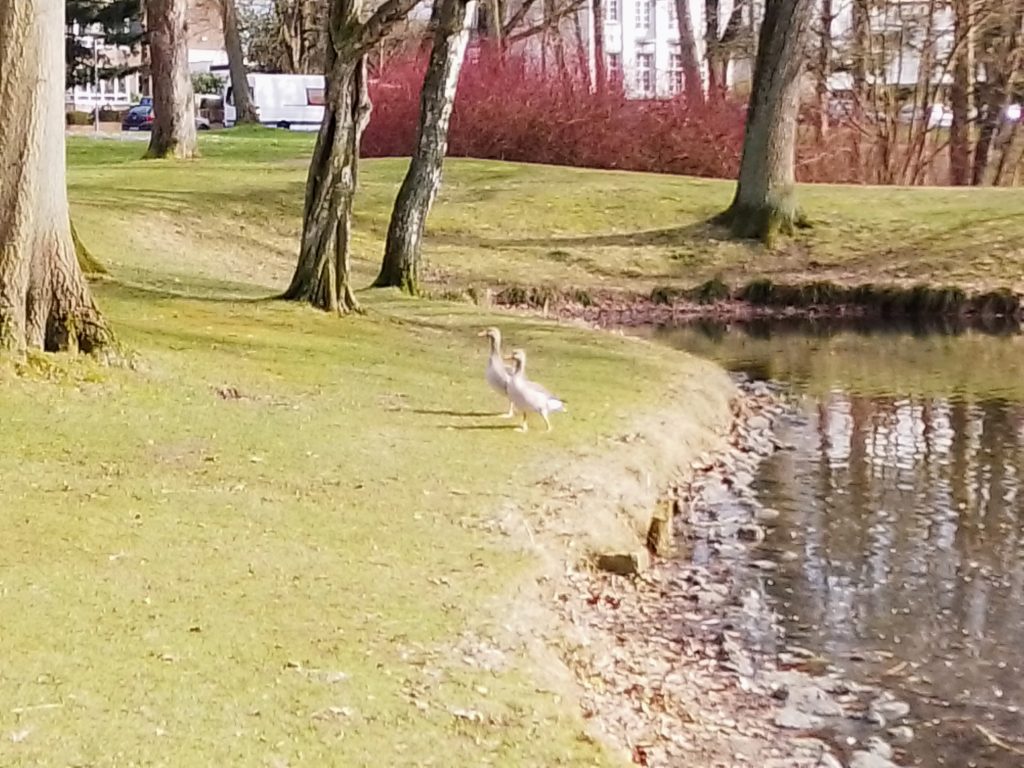Ein Pärchen Wildgänse auf dem Weg in den Lübecker Stadtpark. Kostenlos mit Quellenangabe nutzbar.