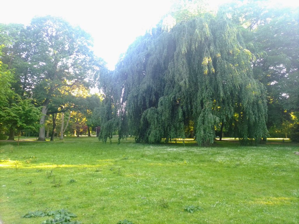 Einer der bekanntesten und beliebtesten Bäume im Lübecker Stadtpark. Kostenlos mit Quellenangabe nutzbar.