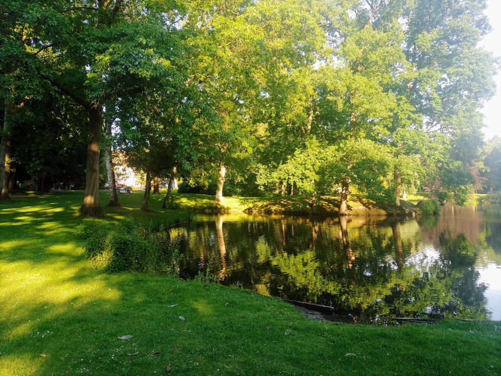 Grünes Paradies im Lübecker Stadtpark im sommerlichen Sonnenschein. Kostenlos mit Quellenangabe nutzbar.