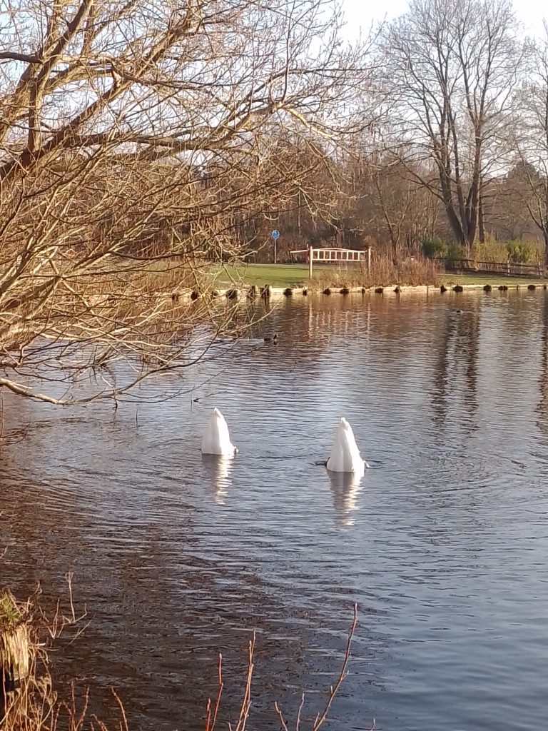Einen Paar Schwäne tauchen gemeinsam nach Futter in der Lübecker Wakenitz am Ufer des Drägerparks. Kostenlos mit Quellenangabe nutzbar.